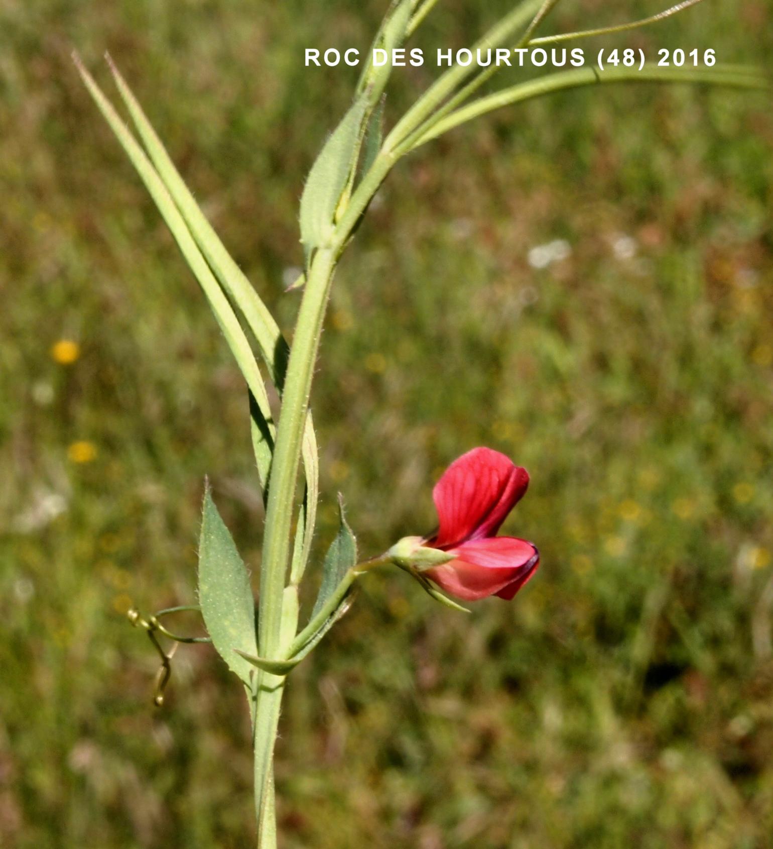 Vetchling, Red